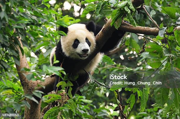 Giant Panda Bear In Tree Stock Photo - Download Image Now - Panda - Animal, China - East Asia, Climbing