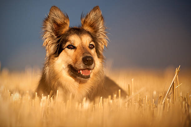 Shepherd mixed breed lies in the stubble field