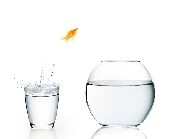 goldfish jumping out of  water stock photo