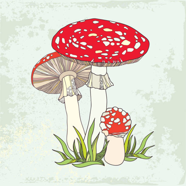Amanita. Poisonous red-cup Mushroom in the grass Amanita. Poisonous red-cup Mushroom in the grass on the textured background little grebe (tachybaptus ruficollis) stock illustrations