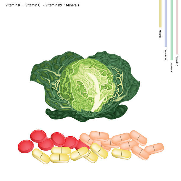 świeże kapusta włoska witamina k, k i b9 - savoy cabbage stock illustrations