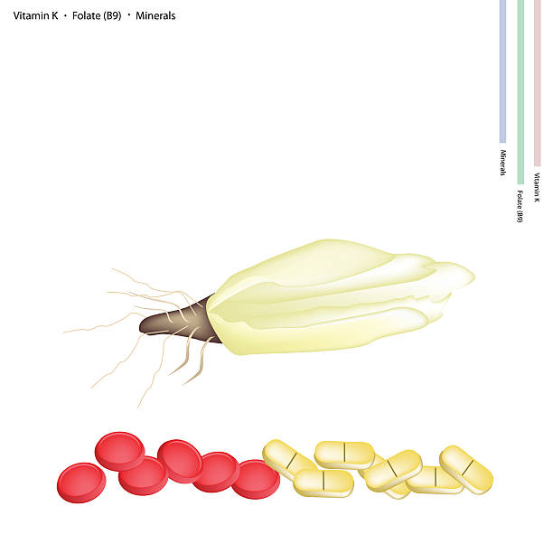 Endivia with Vitamin K and Vitamin B Healthcare Concept, Illustration of Endivia with Vitamin K, Folate orB9 and Minerals Tablet, Essential Nutrient for Life. puntarelle stock illustrations