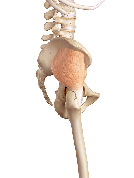 istock The gluteus minimus 481423460