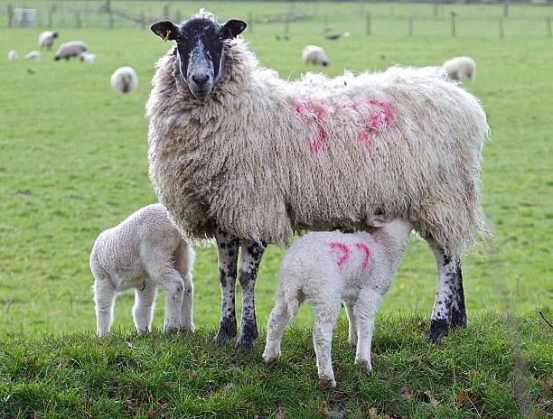 시프 - livestock rural scene newborn animal ewe 뉴스 사진 이미지