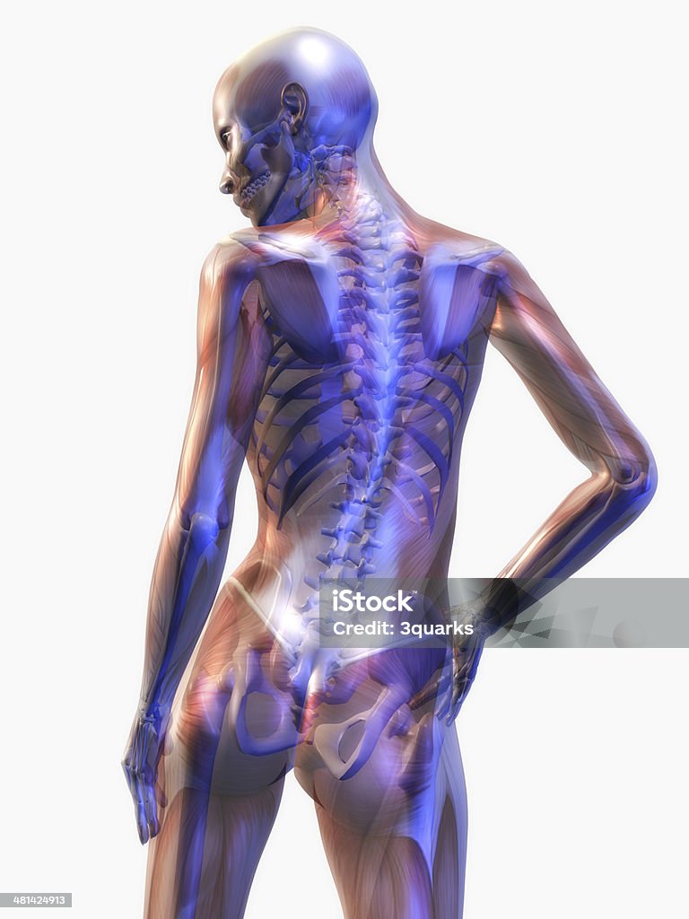 Human Anatomy Digital Illustration of the human Anatomy Female Likeness Stock Photo