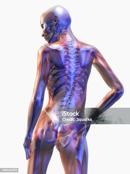 Human Anatomy Stock Photo - Download Image Now - Female Likeness, Backache, Illustration