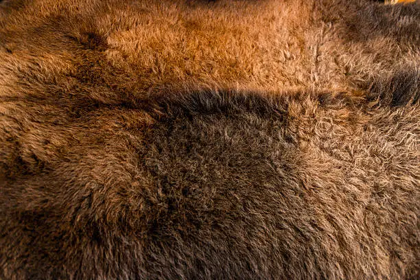 Close-up of a bison's hide
