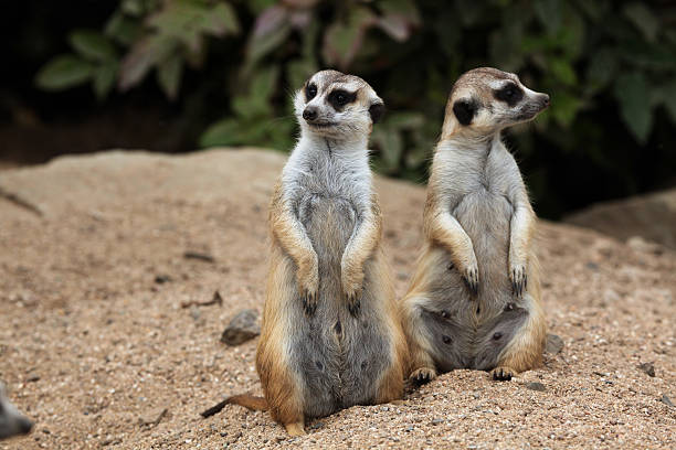 istock Meerkat (Suricata suricatta), also known as the suricate. 481425866