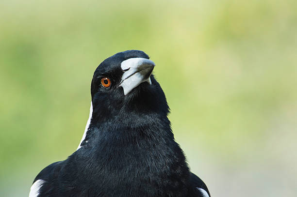 Magpie Looking stock photo
