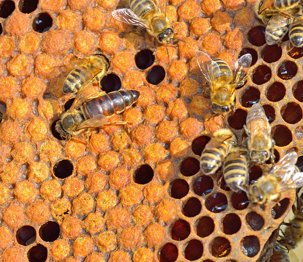 Queen bee stock photo