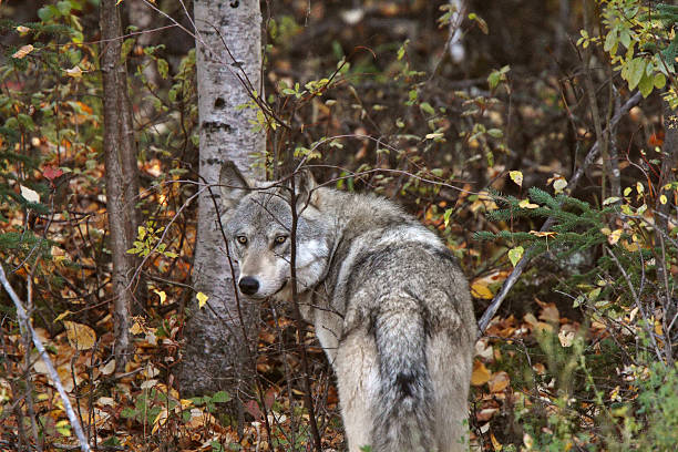 회색늑대 산림의 우위를 브리티쉬컬럼비아 - canadian timber wolf 뉴스 사진 이미지