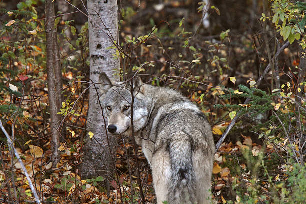 istock Gray Wolf along forest edge in British Columbia 481428825