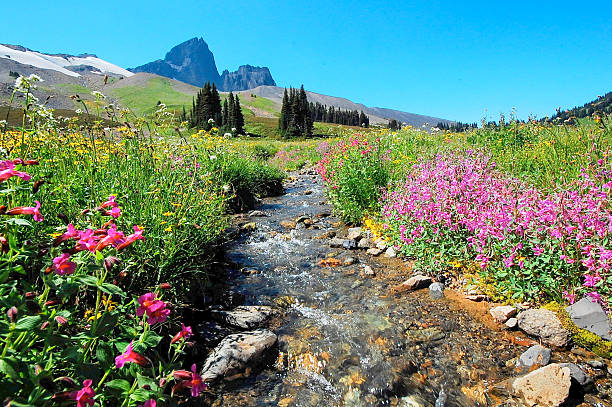 black tusk mountain garibaldi park near whistler black tusk mountain, blue sky, wide angle picture with stream as central focus, wildflowers. garibaldi park stock pictures, royalty-free photos & images