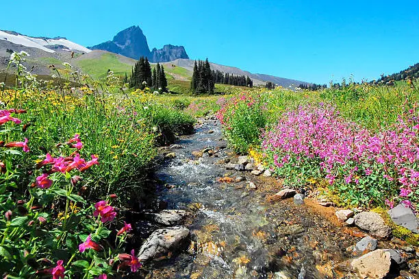 black tusk mountain, blue sky, wide angle picture with stream as central focus, wildflowers.