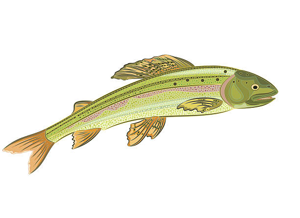 grayling, лосося рыб-хищников, - predatory fish stock illustrations