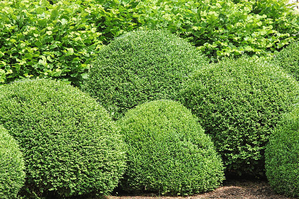 plantación de árboles - fence formal garden gardening ornamental garden fotografías e imágenes de stock