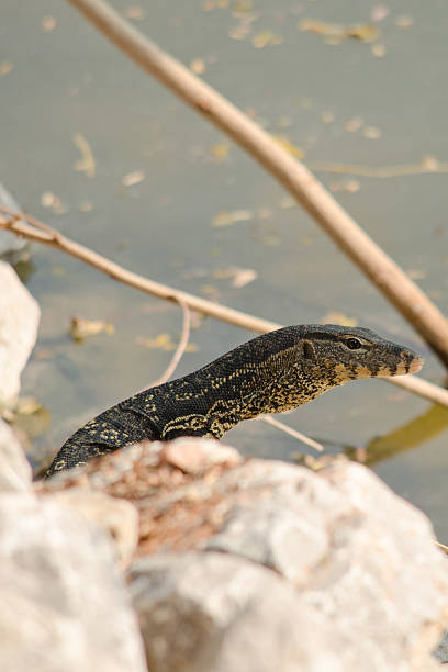istock water monitor 481431862