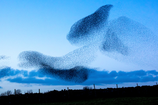 Murmuration de starlings photo