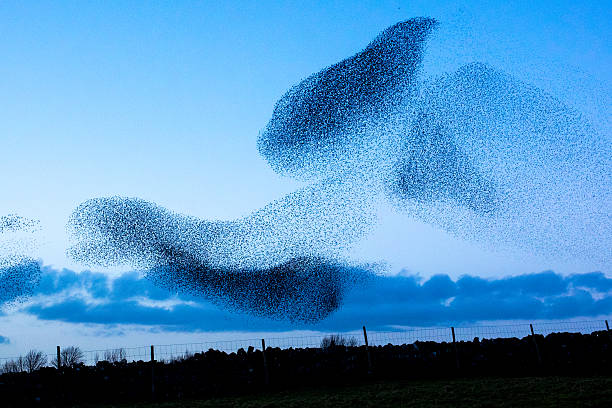 murmuration de starlings - gaggle photos et images de collection