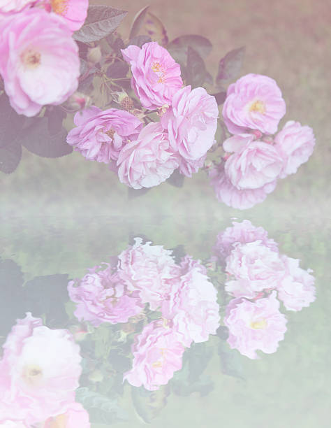 istock reflecting water of a pink roses 481432682