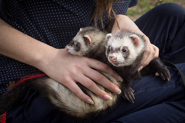 istock Pair of the Ferrets. 481433262