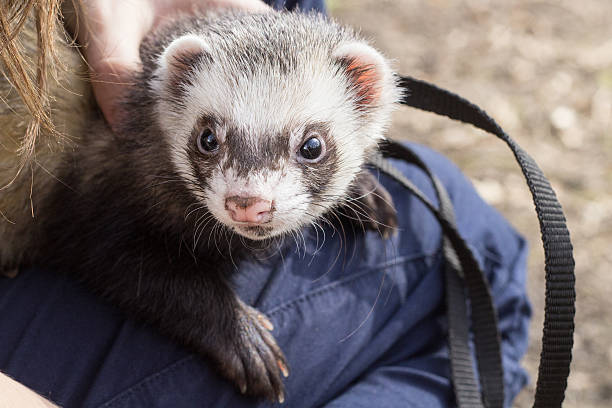 Ferret outside on a balcony