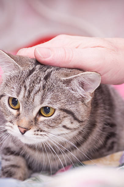 istock Scottish-straight gray beautiful cat 481434077