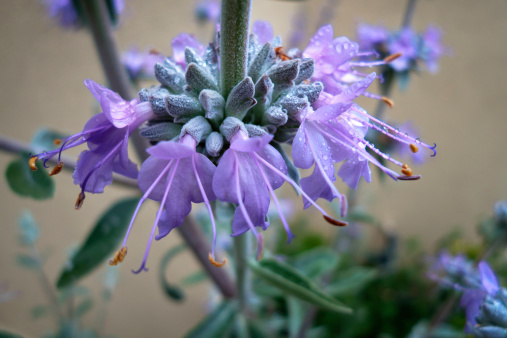 Variety of white sage with light lavender flowers. Flowers are in clusters. Image shows one such cluster up close. The plant is used in cooking as well as in aromatherapy. Native Americans make smudge sticks using dried leaves. The plant has great medicinal properties. Smudge sticks are used in some Native American ceremonies.