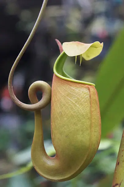 Nepenthes bicalcarata or Fanged Pitcher-Plant from tropical jungle