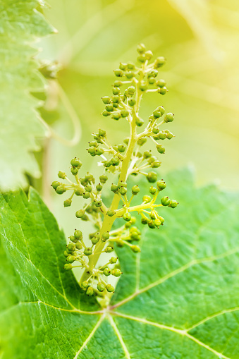 Close-up of young green grapes fruit forming in spring / summer season, on the vines of a cultivated grape plant, in a french vineyard, with a part of the vine green leaf. Vertical photography shot without people.