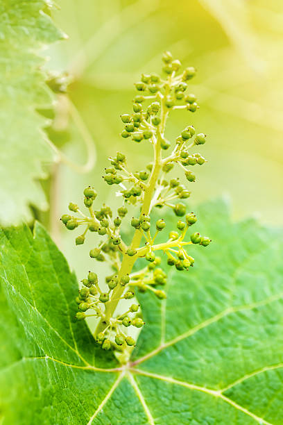 Young green vine grapes forming in french vineyard Close-up of young green grapes fruit forming in spring / summer season, on the vines of a cultivated grape plant, in a french vineyard, with a part of the vine green leaf. Vertical photography shot without people. inflorescence stock pictures, royalty-free photos & images
