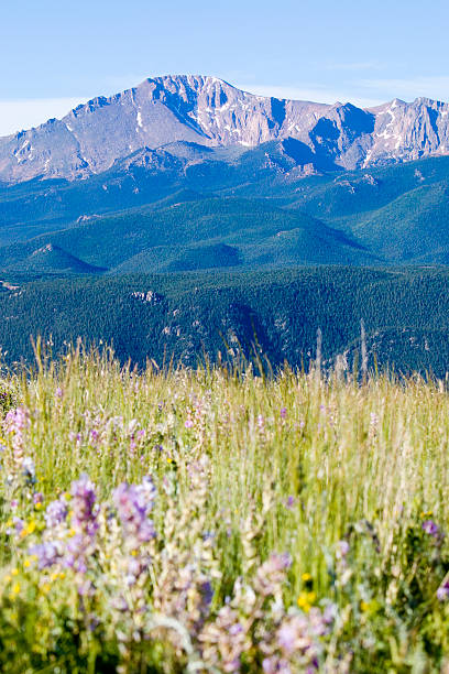 wildblumen und pikes peak in der pike national forest - 14000 foot peak stock-fotos und bilder
