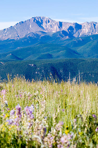 wildflowers i pikes peak w pike national forest - 14000 foot peak zdjęcia i obrazy z banku zdjęć