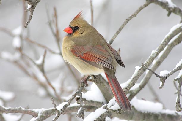 Female Cardinal In Snow Female Northern Cardinal (cardinalis cardinalis) on a branch in a snow storm female cardinal bird stock pictures, royalty-free photos & images