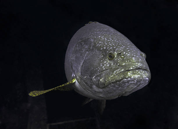 istock The Giant grouper of Mabul Island 481440942