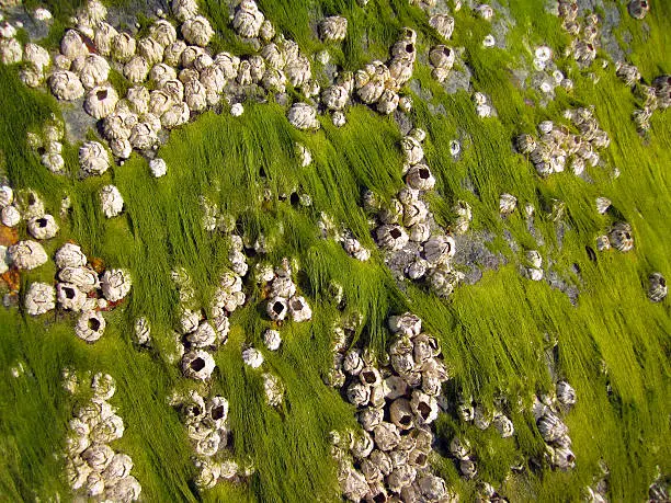 Photo of Barnacles and green algae