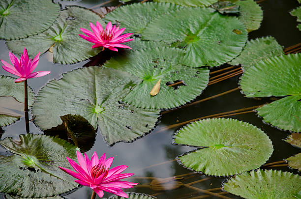 istock beautiful lotus in pond 481447426