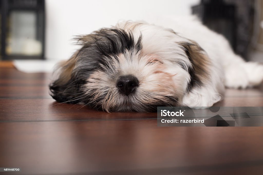 Cute Havanese Puppy sleeping snoozing Havanese Stock Photo