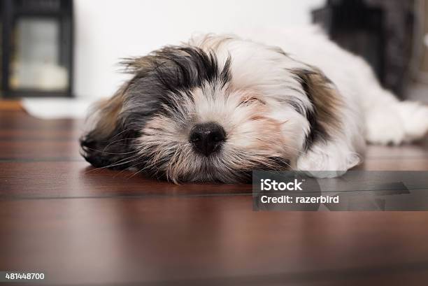 Cute Havanese Puppy Sleeping Snoozing Stock Photo - Download Image Now - Havanese, 2015, Animal