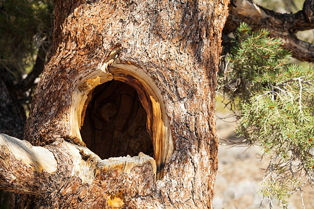 árbol hueco - tree hole bark brown fotografías e imágenes de stock