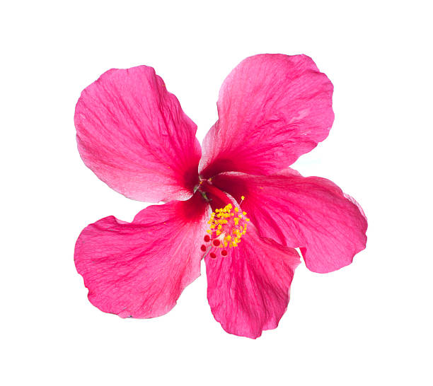istock ared hibiscus flower isolated on white background 481448793