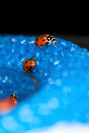 Ladybug Stock Photo - Download Image Now - Animal, Animal Back, Animal Wildlife - iStock Ladybug Stock Photo - Download Image Now - Animal, Animal Back, Animal Wildlife - iStock