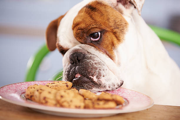 triste guardando bulldog britannico ha tentato adamo con piatto di biscotti - sugar cane foto e immagini stock