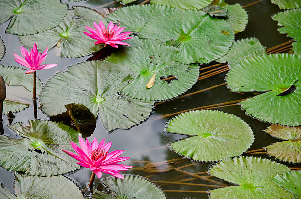 istock beautiful lotus in pond 481451074