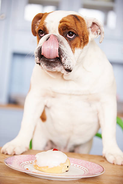 istock Sad Looking British Bulldog Tempted By Iced Bun 481451200