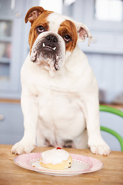 istock Sad Looking British Bulldog Tempted By Iced Bun 481451202