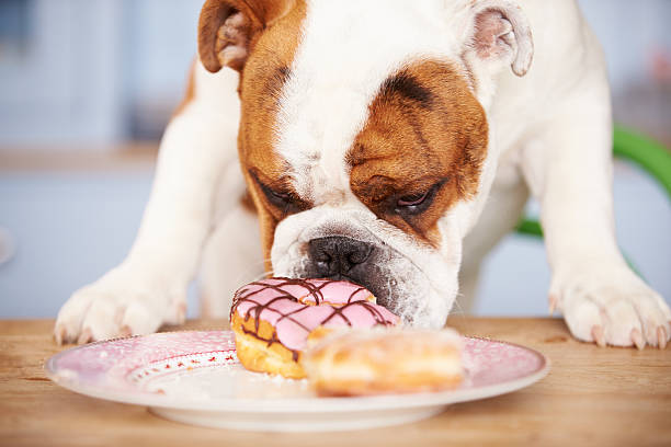 triste guardando bulldog britannico tentati da un piatto di torte - cane sugar foto e immagini stock