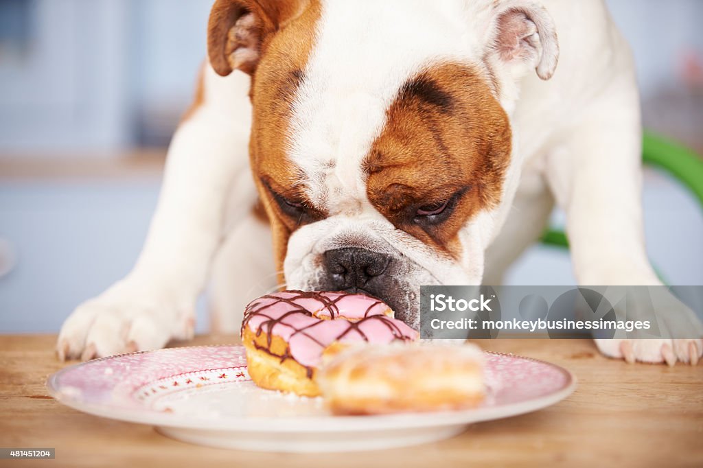 Sad Looking British Bulldog Tempted By Plate Of Cakes Dog Stock Photo