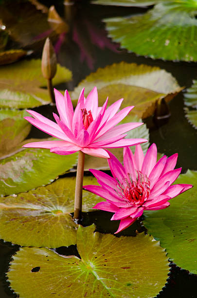 istock beautiful lotus in pond 481452372