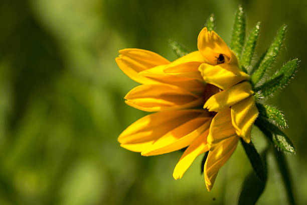 jaune vif rudbeckia ou black eyed susan fleur - spring close up daisy yellow photos et images de collection